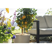 Zitronenbaum mit Früchten im Topf für den Garten oder die Terrasse