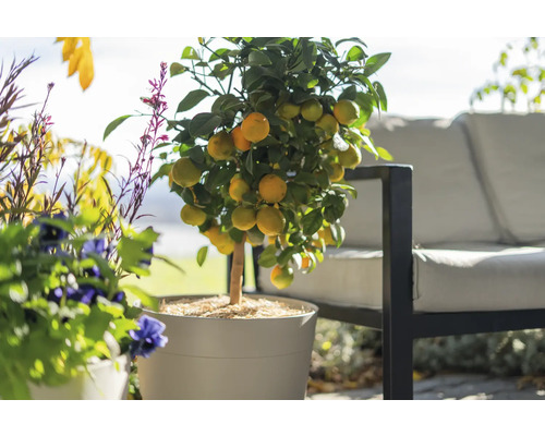 Zitronenbaum mit Früchten im Topf für den Garten oder die Terrasse