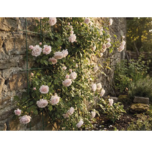 Rosier grimpant sur un mur de pierre avec support