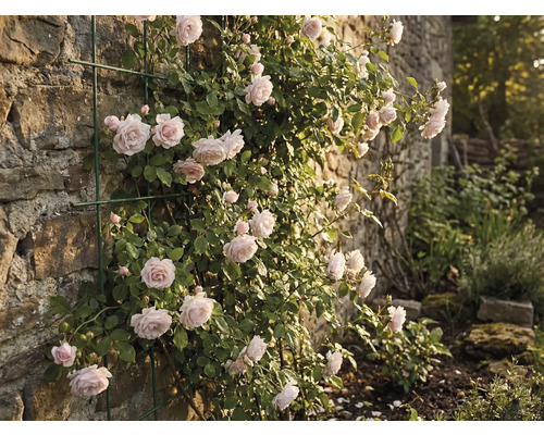 Rosier grimpant sur un mur de pierre avec support