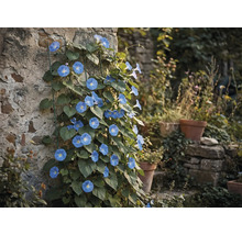 Volubilis à fleurs bleues sur un mur de pierre avec treillis