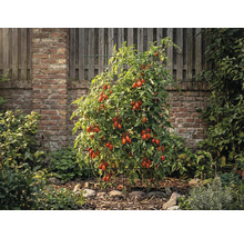Plant de tomates avec support de croissance dans le jardin devant un mur