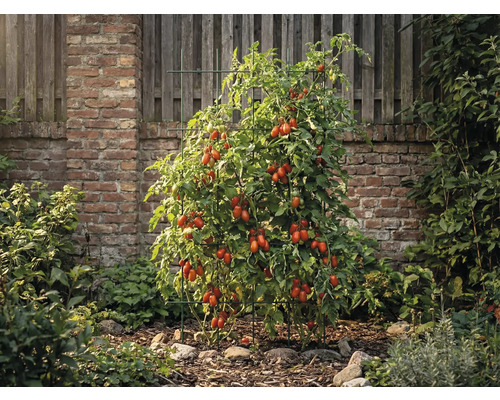 Plant de tomates avec support de croissance dans le jardin devant un mur