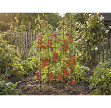 Des plants de tomates poussent sur un treillis dans le jardin.