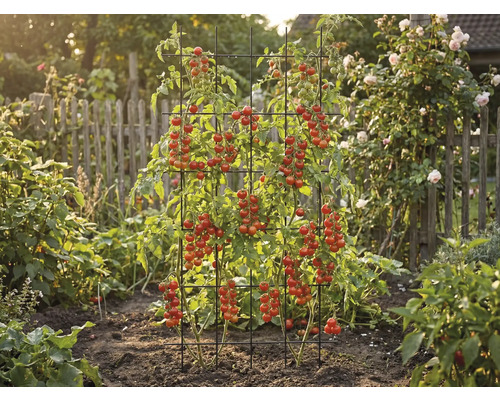 Des plants de tomates poussent sur un treillis dans le jardin.
