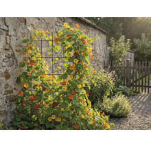 Vue de jardin avec plantes grimpantes sur un mur et une clôture