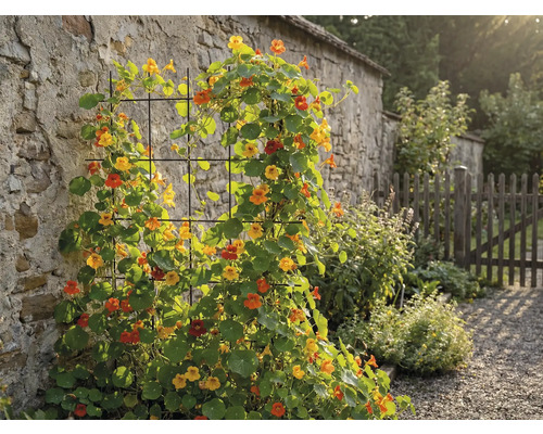 Vue de jardin avec plantes grimpantes sur un mur et une clôture