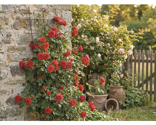 Rosier grimpant sur mur avec treillis dans jardin.