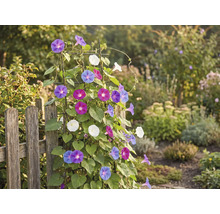 Vue de jardin avec clôture et plante grimpante à fleurs colorées