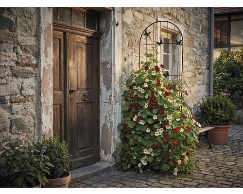 Vue extérieure d'une maison avec porte en bois et treillis avec des plantes de capucines en fleurs