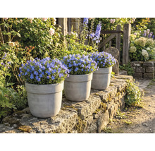 Trois pots de plantes fleuries de myosotis bleus sur un mur de pierre dans un jardin.