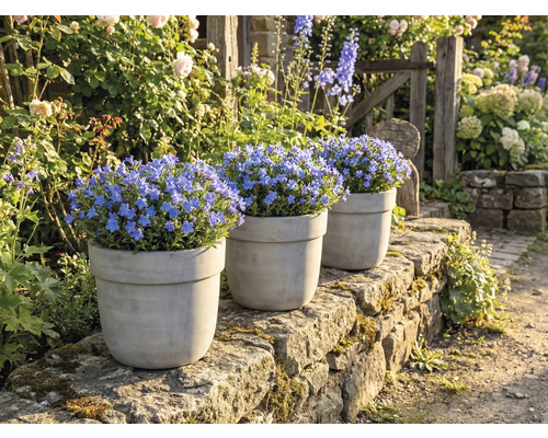 Trois pots de plantes fleuries de myosotis bleus sur un mur de pierre dans un jardin.