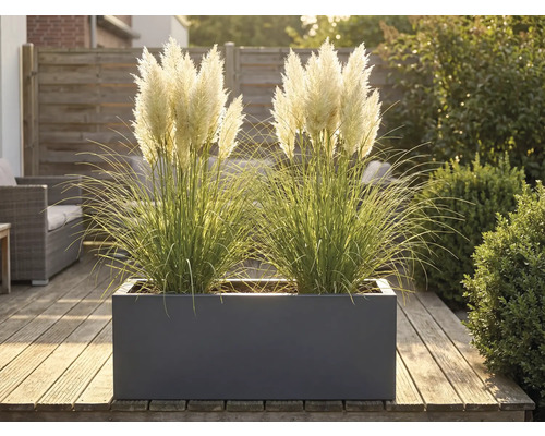 Dekorative Gräser in einem Pflanzkasten auf einer Holzterrasse.