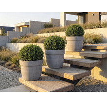 Drei Buchsbäume in Pflanzgefäßen auf einer Außentreppe in einem Garten.