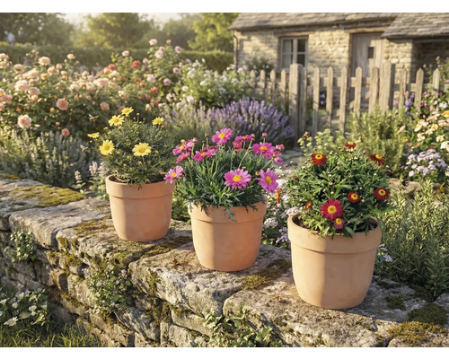 Gartenambiente mit Gänseblümchen in Tontöpfen auf einer Steinmauer