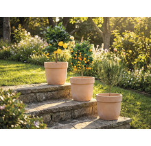 Trois plantes en pot sur des marches en pierre dans le jardin : citronnier, mandarinier et romarin.
