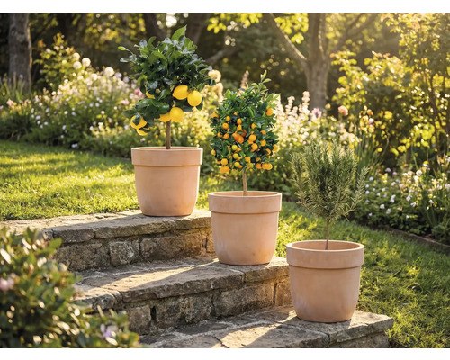 Trois plantes en pot sur des marches en pierre dans le jardin : citronnier, mandarinier et romarin.