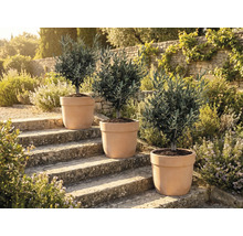 Drei Olivenbäume in Töpfen auf Steinstufen im Freien.