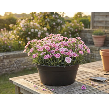 Nelken in einem Topf auf einem Holztisch im Garten.