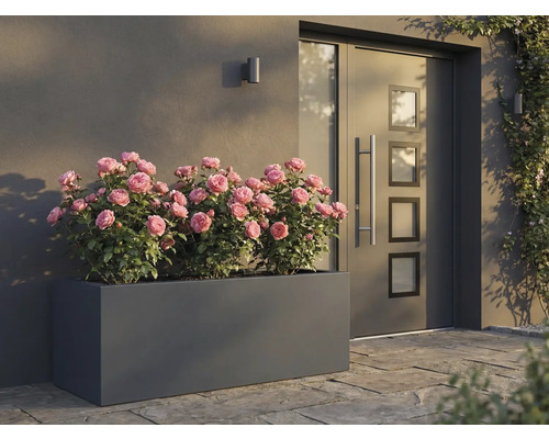 Jardinière rectangulaire avec des roses devant une porte d'entrée