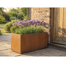 Jardinière rectangulaire en métal avec des plants d'Allium dans le jardin.