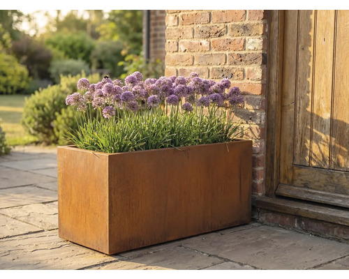 Jardinière rectangulaire en métal avec des plants d'Allium dans le jardin.