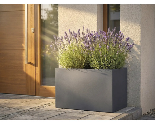 Jardinière rectangulaire en métal avec lavande devant une porte d'entrée