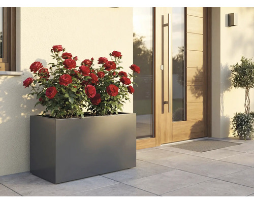 Rechteckiger Pflanzkasten mit roten Rosen vor einem Haus