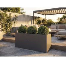 Extérieur avec jardinière rectangulaire foncée contenant trois plantes sphériques sur une terrasse en pierre