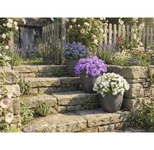 Aménagement de jardin avec escalier en pierre et plantes en pot fleuries