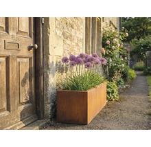 Jardinière rectangulaire en métal avec de l'ail d'ornement à côté d'une porte d'entrée