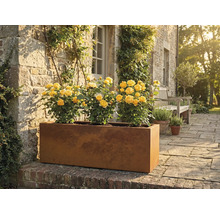 Jardinière rectangulaire en métal avec des roses jaunes dans le jardin