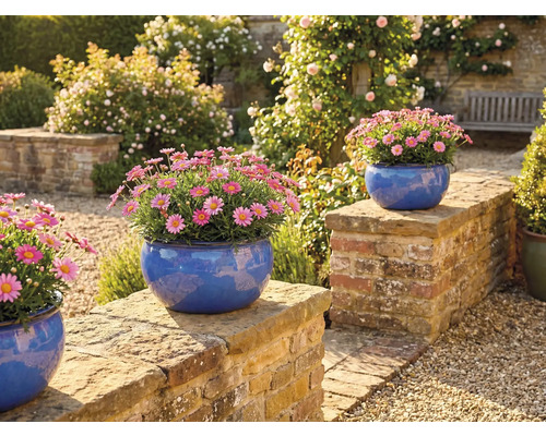 Szene im Garten mit Margeriten in blauen Pflanzgefäßen auf einer Mauer
