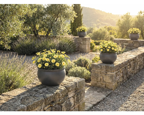 Gartenansicht mit Steinmauer und mehreren runden Pflanzgefäßen mit gelben Margeriten