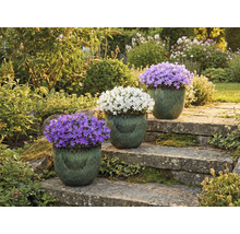 Trois campanules en pot sur un escalier en pierre dans un jardin.