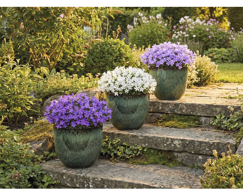 Trois campanules en pot sur un escalier en pierre dans un jardin.