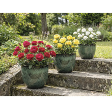 Drei Rosenbüsche in Töpfen auf einer Steintreppe im Garten mit roten, gelben und weißen Blüten.