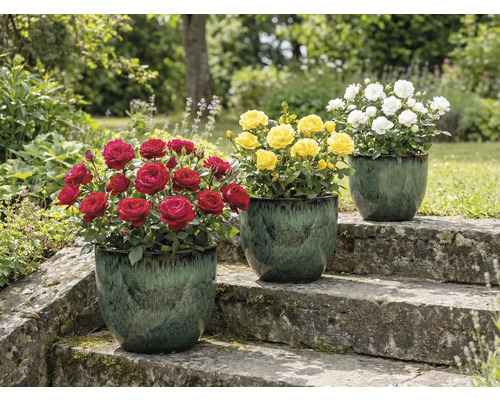 Drei Rosenbüsche in Töpfen auf einer Steintreppe im Garten mit roten, gelben und weißen Blüten.