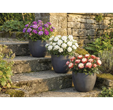 Trois rosiers en pot sur un escalier en pierre