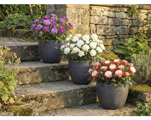 Trois rosiers en pot sur un escalier en pierre