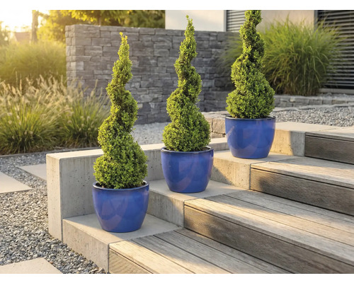 Trois buis en spirale dans des pots sur un escalier de jardin.