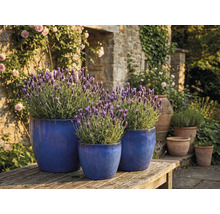 Trois pots de fleurs bleus avec de la lavande sur une table en bois dans le jardin.