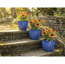 Trois pots de fleurs bleus avec des soucis sur un escalier en pierre dans le jardin.