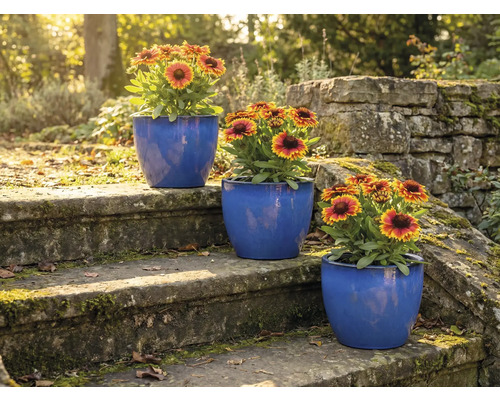 Trois pots de fleurs bleus avec des soucis sur un escalier en pierre dans le jardin.