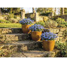 Trois pots de campanules bleues sur un escalier en pierre dans le jardin.