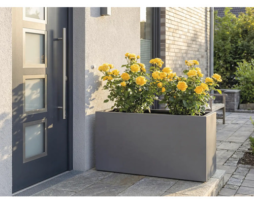 Jardinière grise avec des roses jaunes devant la porte d'entrée