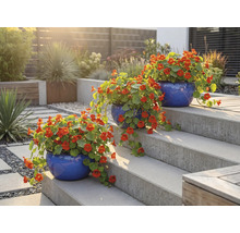 Drei blaue Blumentöpfe mit Kapuzinerkresse auf einer Gartentreppe