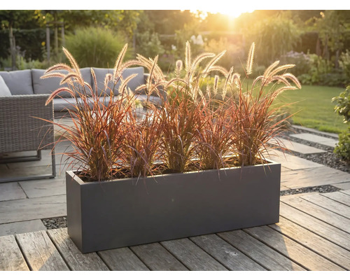 Jardinière décorative avec graminées ornementales sur une terrasse