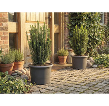 Garten mit Pflanzen in Pflanzgefässen vor dem Haus