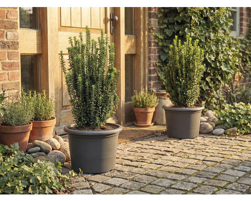 Garten mit Pflanzen in Pflanzgefässen vor dem Haus